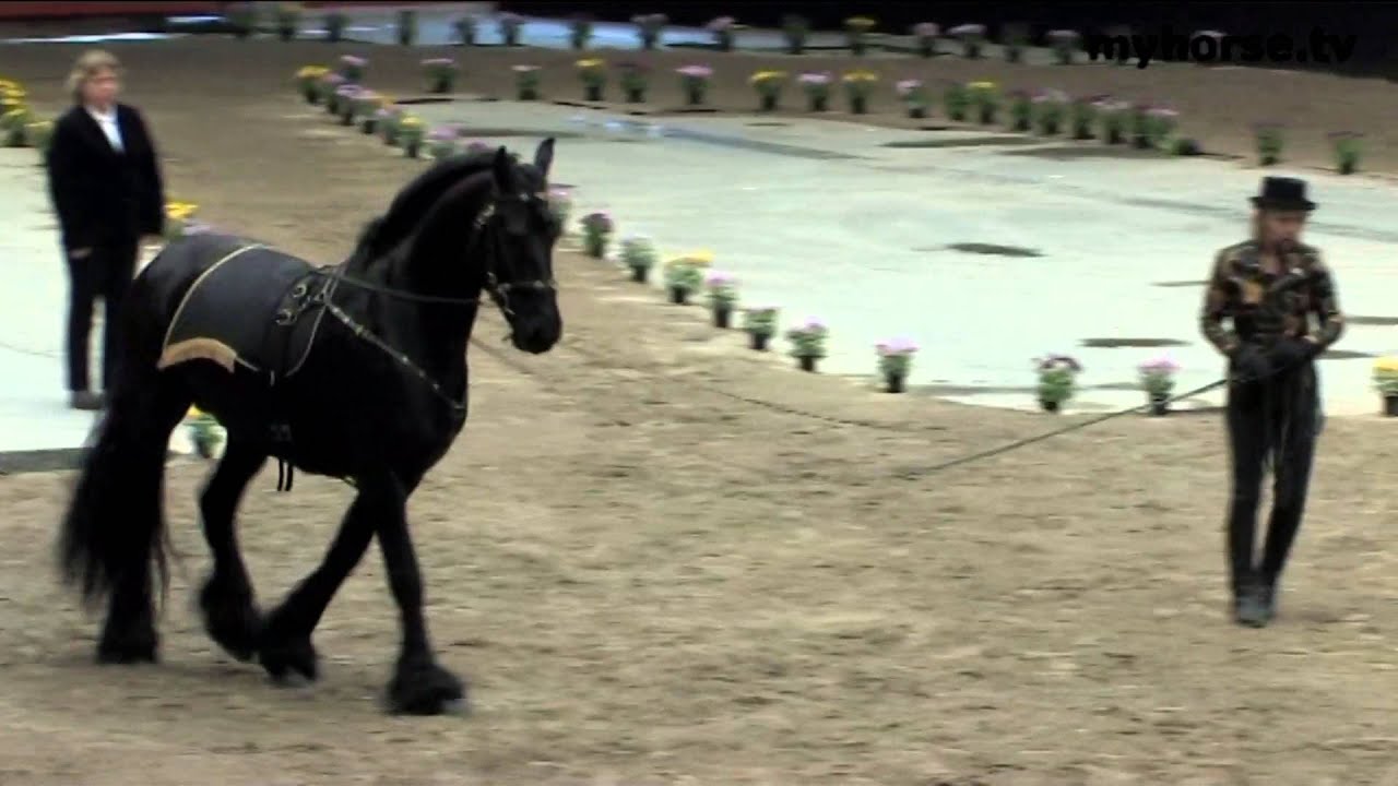 Klassisk Dressur med lange liner - Del 1