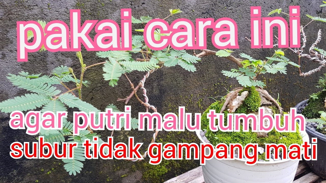 Cara menanam putri malu anti gagal