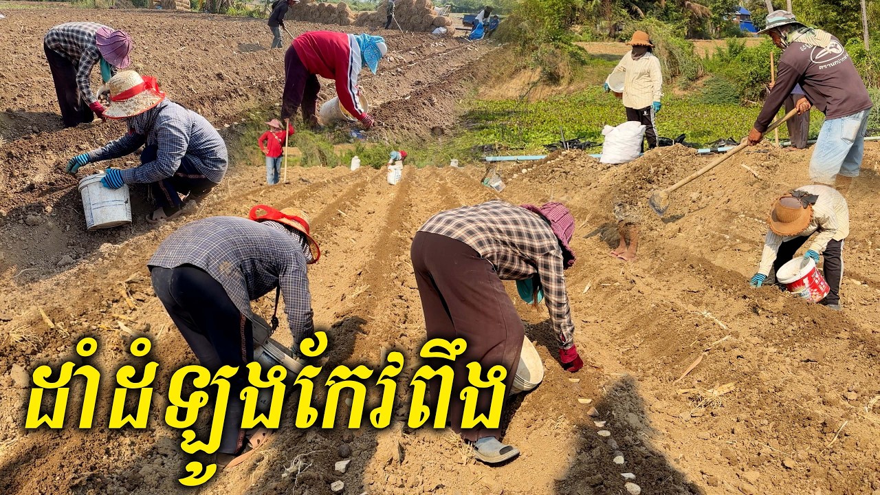 កសិករដាំដំឡូវកែវពឹង ដីគាត់ធំណាស់ធ្វើចំការទាំងអស់
