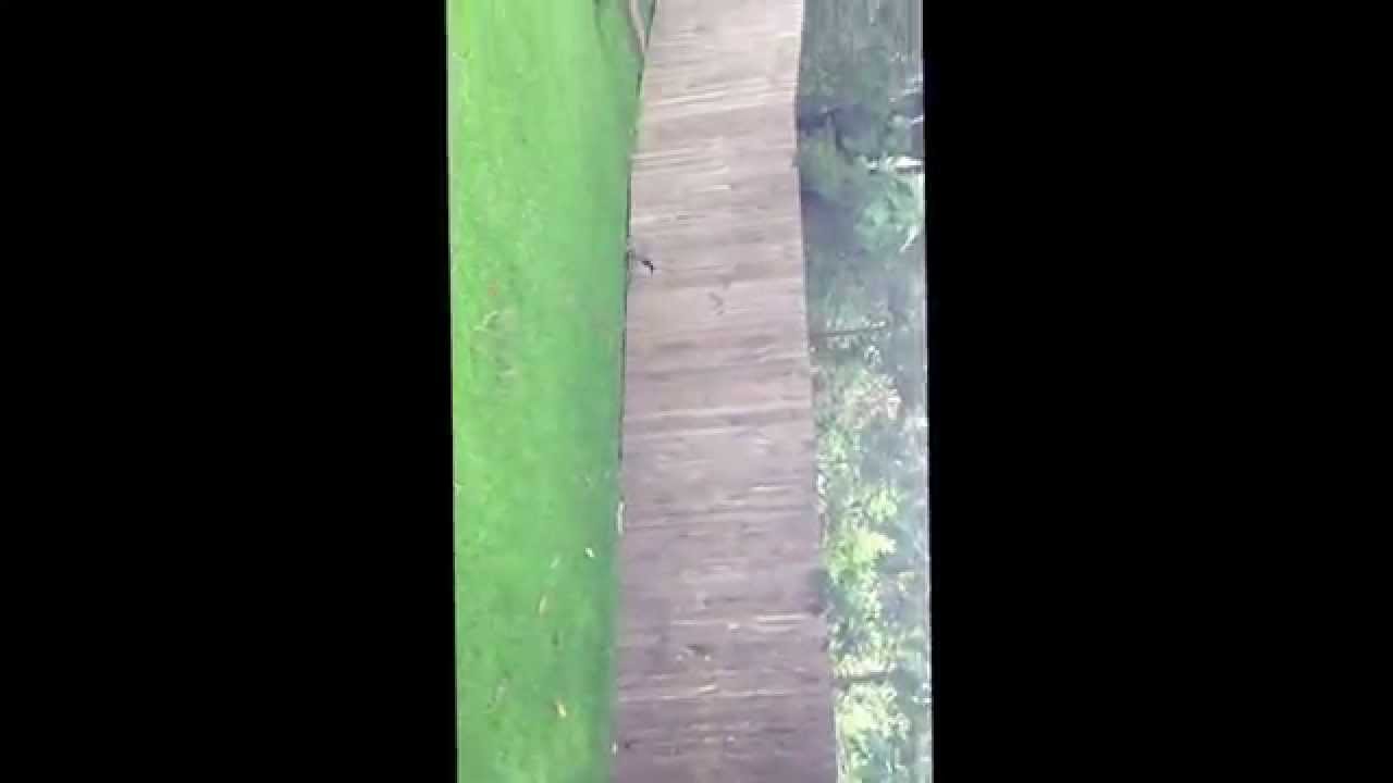 Brush tail possum release