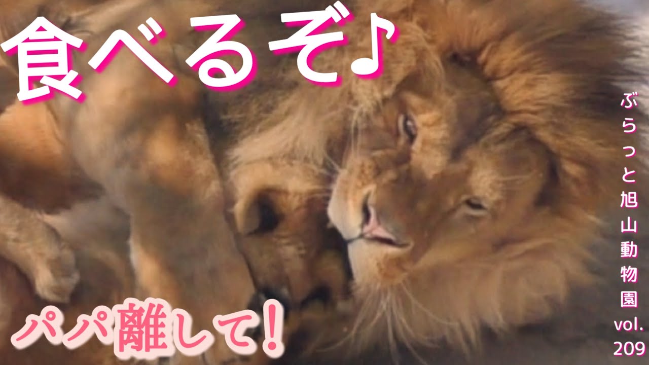 ガブっ！子どもを食べちゃう？オリトのお仕置き！オリト＆イオファミリー生活vol209@旭山動物園/Male lion eats cubs?Lion Dad's Punishment Method