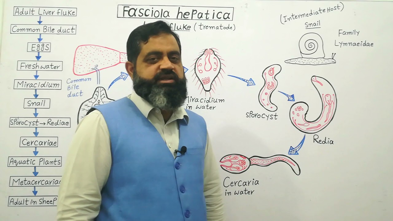 Life cycle of Liver Fluke Urdu /Hindi medium @Prof. Masood Fuzail| Class Trematoda | Miracidium