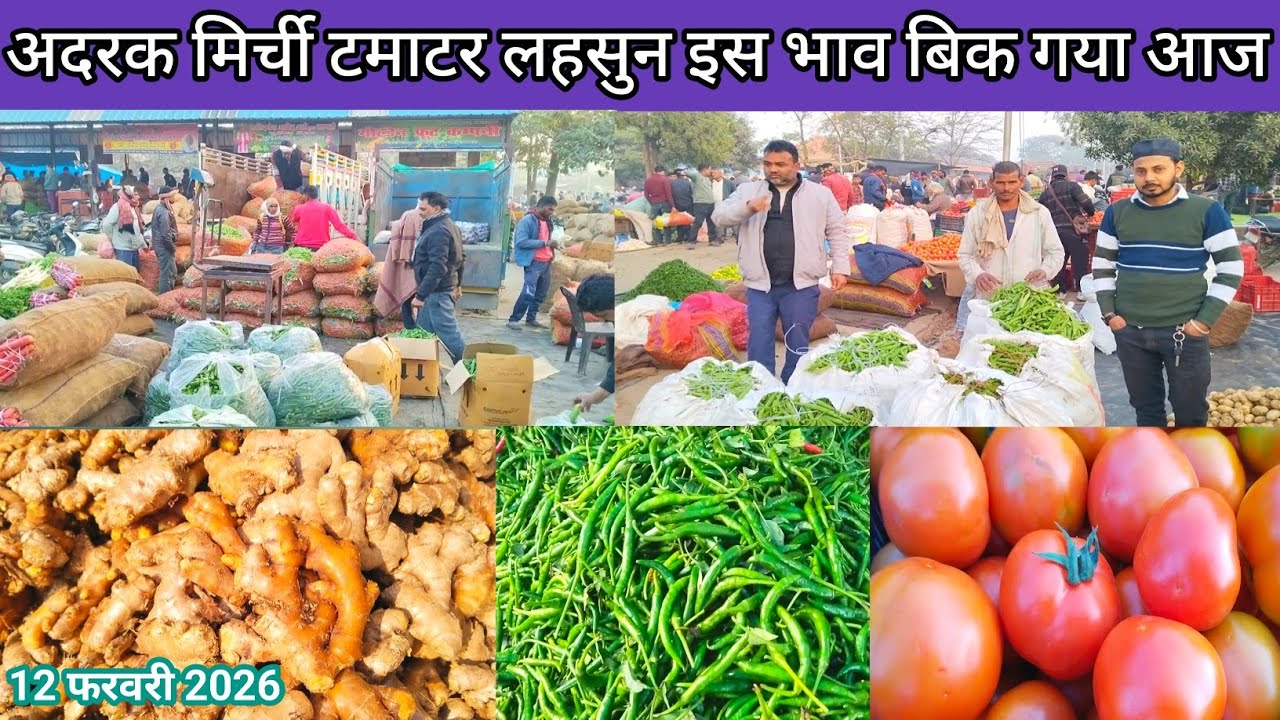 अदरक मिर्ची टमाटर लहसुन इस भाव बिक गया आज 12 फरवरी 2026🍅 sabjiyon ka bhav 💯 tomato rate🥒 mirchi rate
