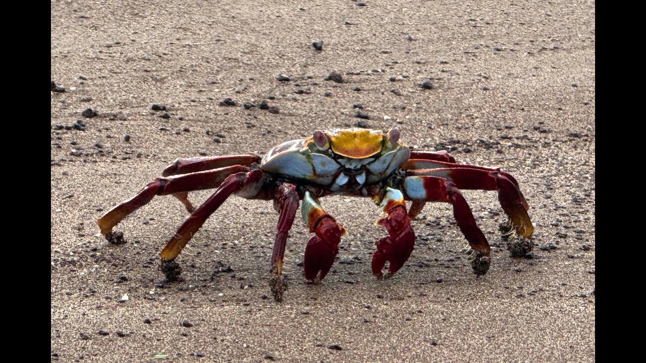 Galapagos 12/19/2024 - 12/30/24