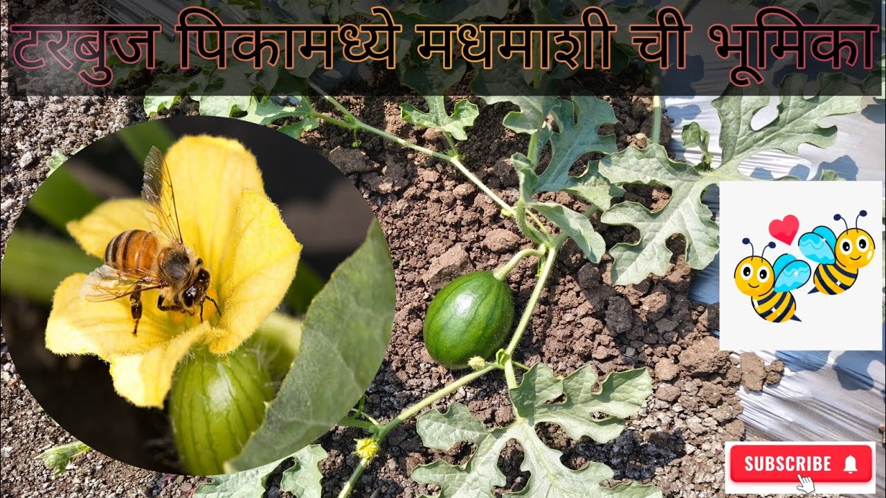 टरबुज पिकामधे मधमाशी ची भूमिका#Honeybees Role in pollination in Watermelon Crop#Honeybees#Watermelon