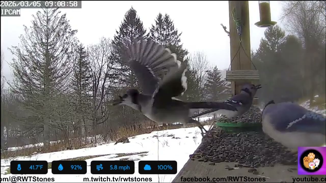 Cat TV Live Bird Cam NE PA USA 2026/3/5
