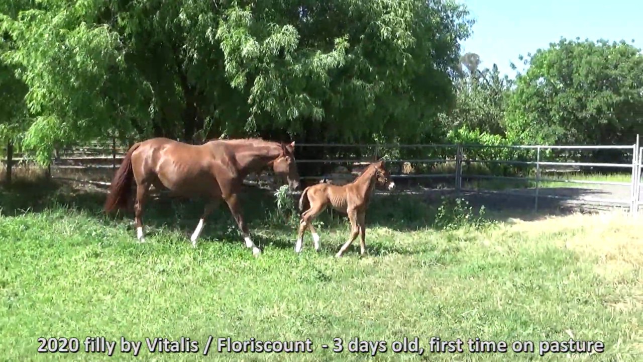 2020 Vitalis / Floriscount filly - 3 days old