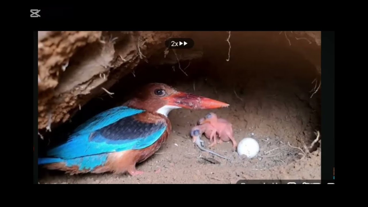 Birds nature and living thire baby#video #funny #birds #mother 