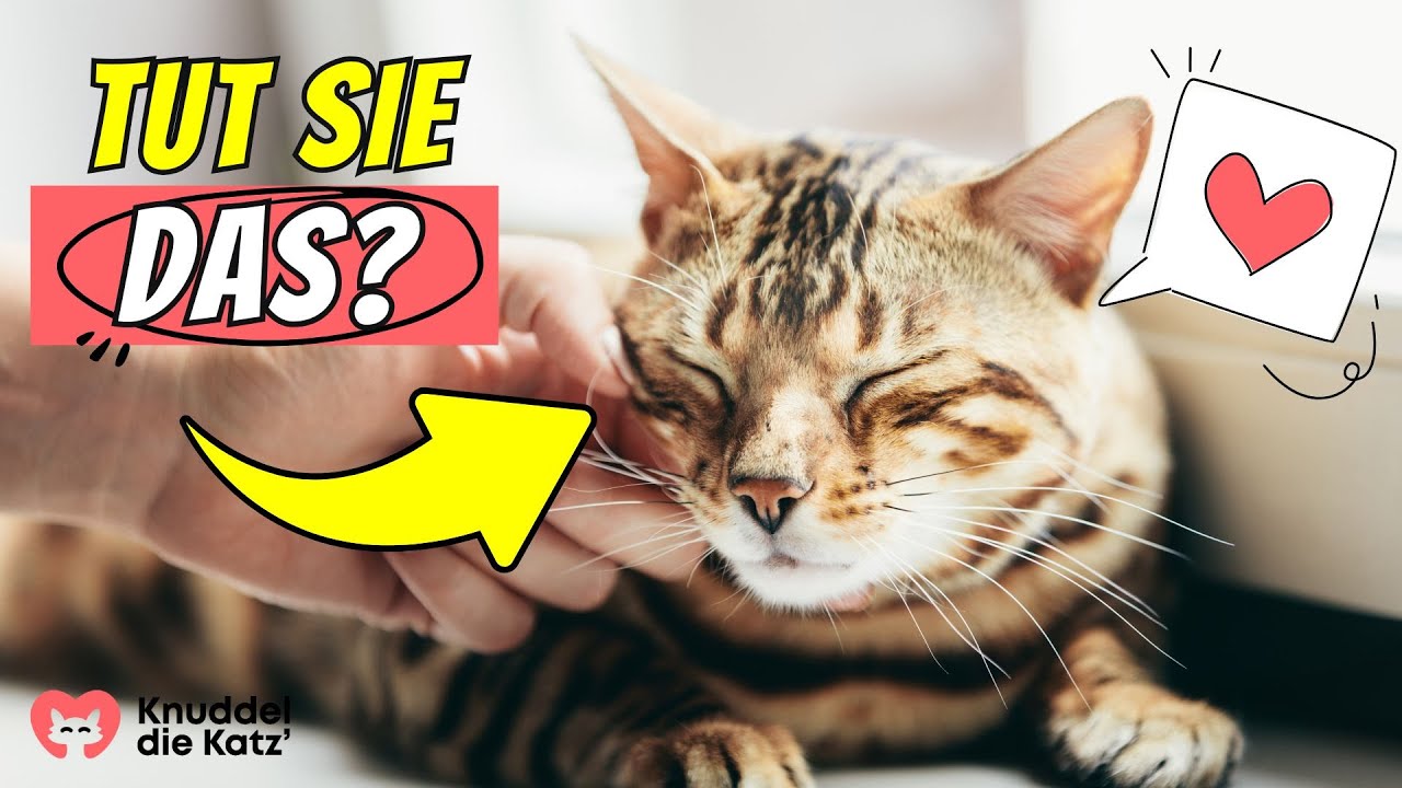 5 Dinge, die Katzen nur tun, wenn sie sich geliebt f&uuml;hlen 😮