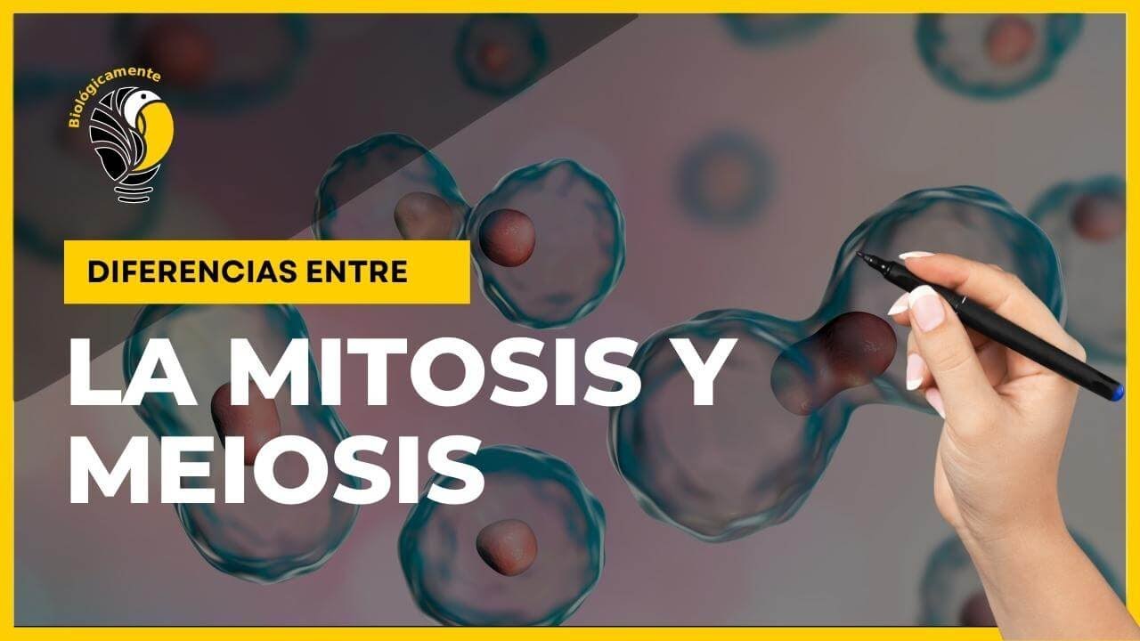 MITOSIS Y MEIOSIS 🧐 Explicación fácil sobre sus DIFERENCIAS