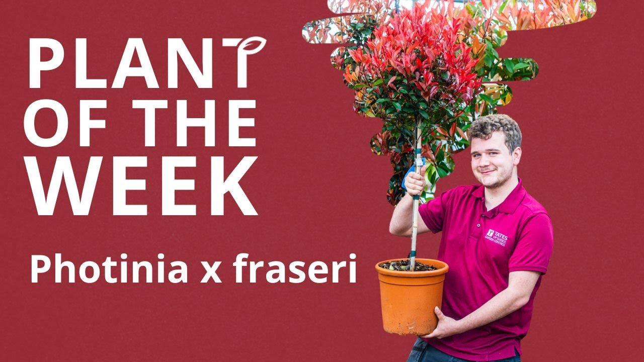Photinia x fraseri