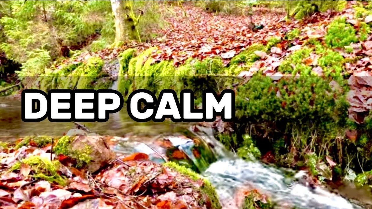 Forest Creek Sounds for Sleep | Gentle Flowing Water Ambience (No Music)