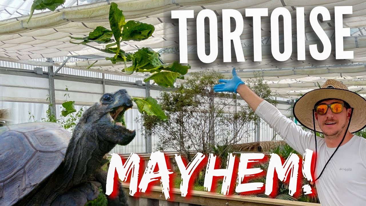 Massive Tortoise Greenhouse Feeding! | Primitive Predators