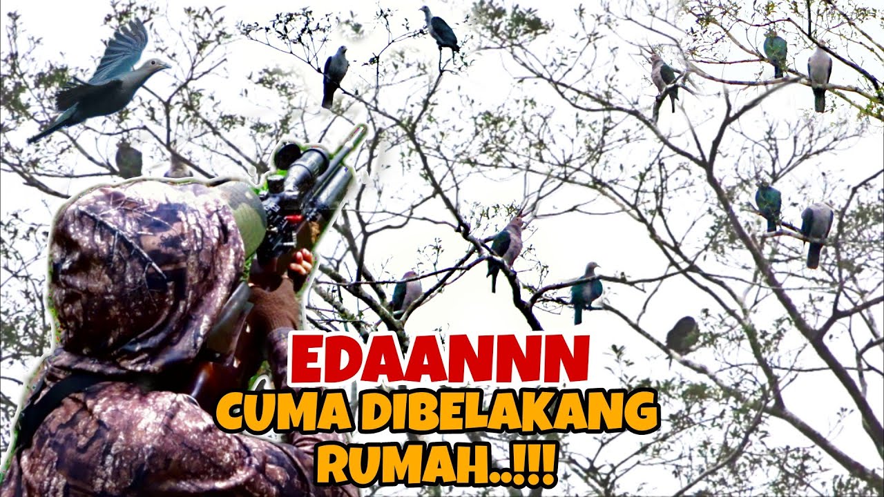 Berburu pergam puluhan ekor di musim buah makanan favoritnya..!!!