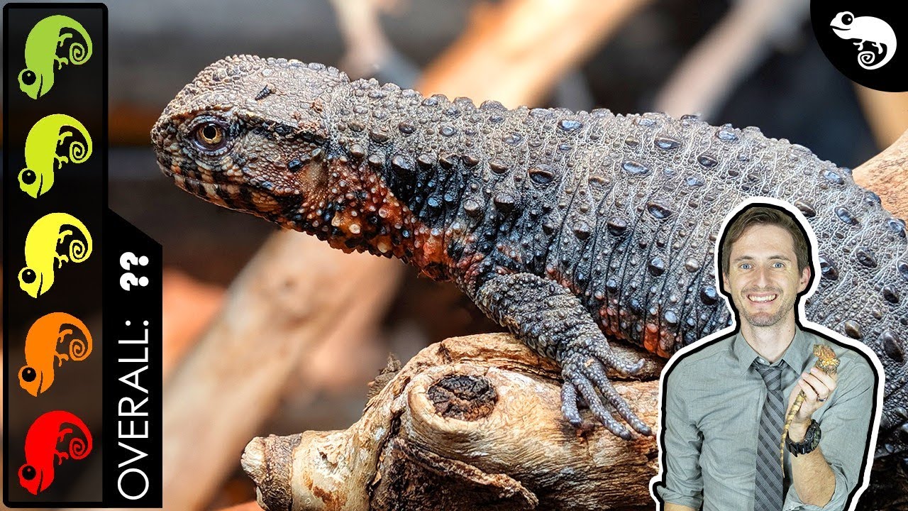Chinese Crocodile Lizard, The Best Pet Lizard?