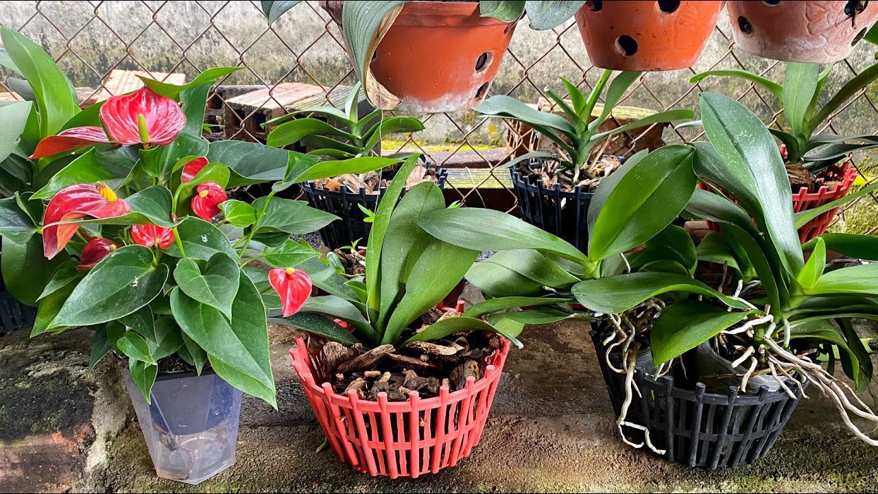 Secret! Fresh green orchids produce many roots after one care session