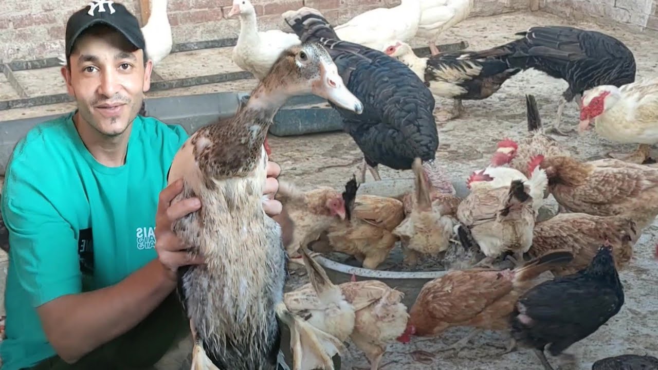 أهم سر من أسرار المهنه فى مشروع تربية الدجاج وازاى بربى طيور على الصبه من غير ما ابهدل السطح 