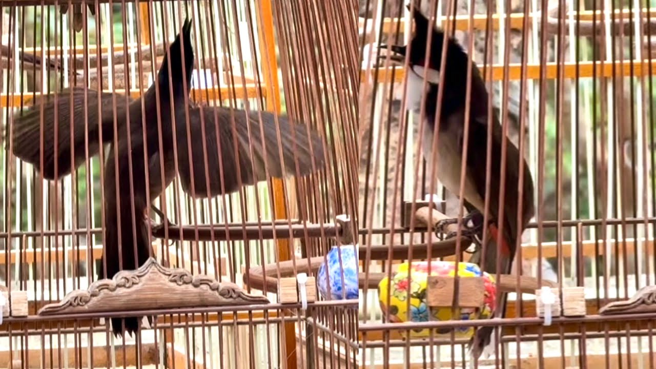 Chú Chim Mào Lân Có Nết Chời Xoè Mềm Biểu Diễn Rất Đẹp 17/3/26 | Khải Chim Hoà Bình