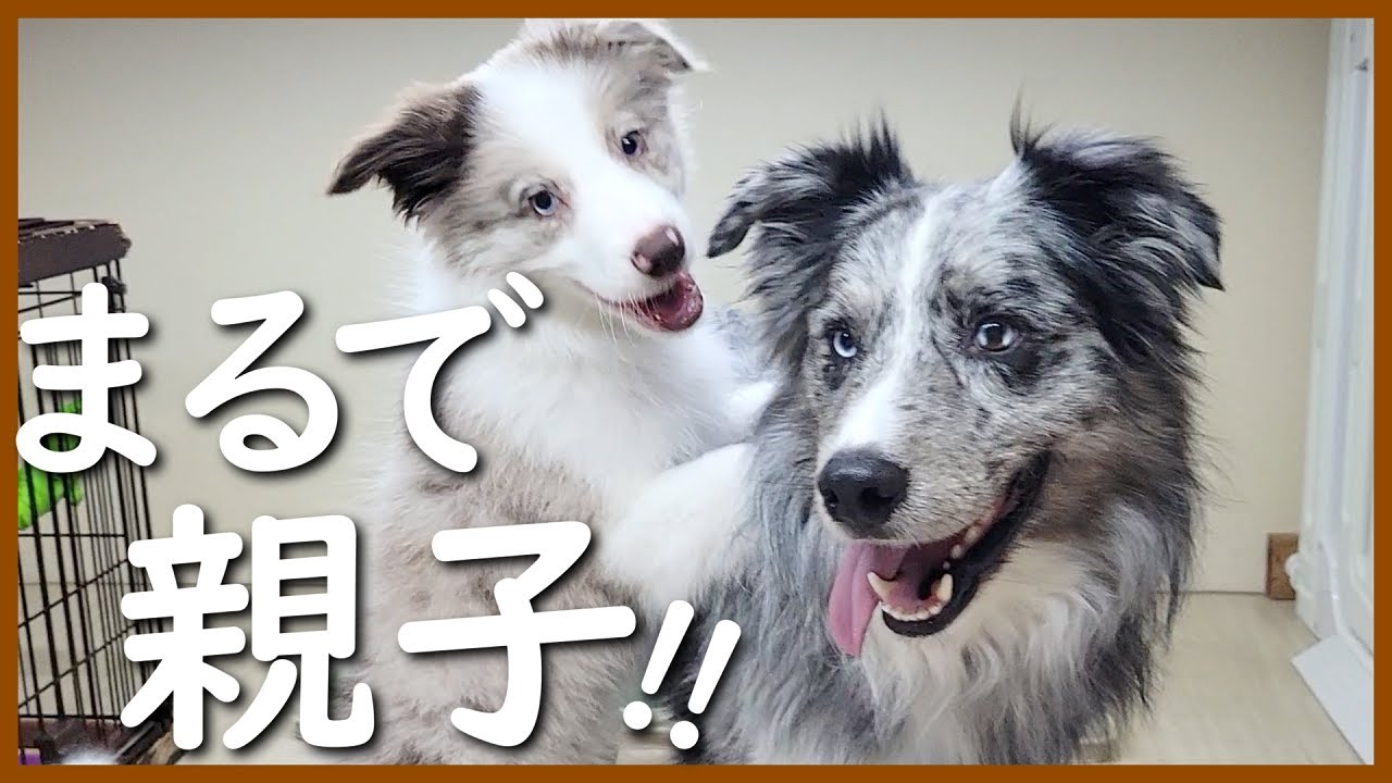 優しい犬にも譲れないものがありました😆｜ポワ君・ソフィアちゃん快挙♪【ボーダーコリー】