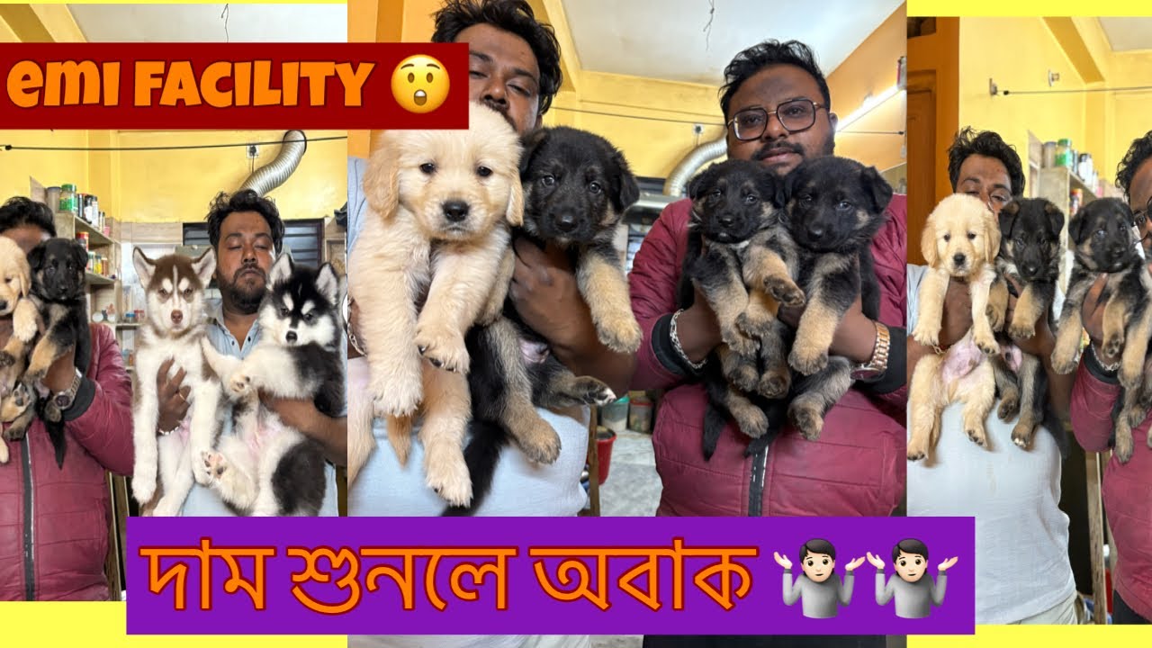 কলকাতার best german shepherd/golden retriever 🙏reasonable price..new year dhamaka🥳🥳