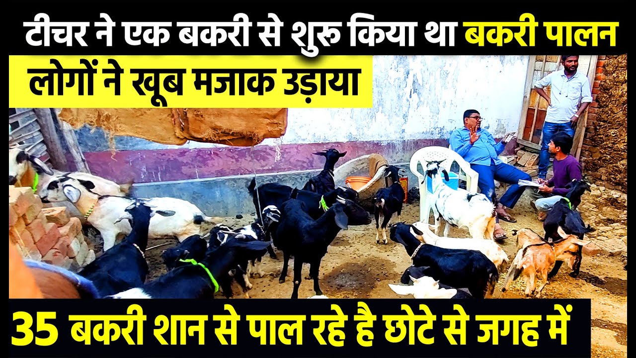 टीचर के  Goat farming ने गांव वालों के क्यों होश उड़ा दिए🤔छोटे से शेड में पाल रहे है 35 बकरियां