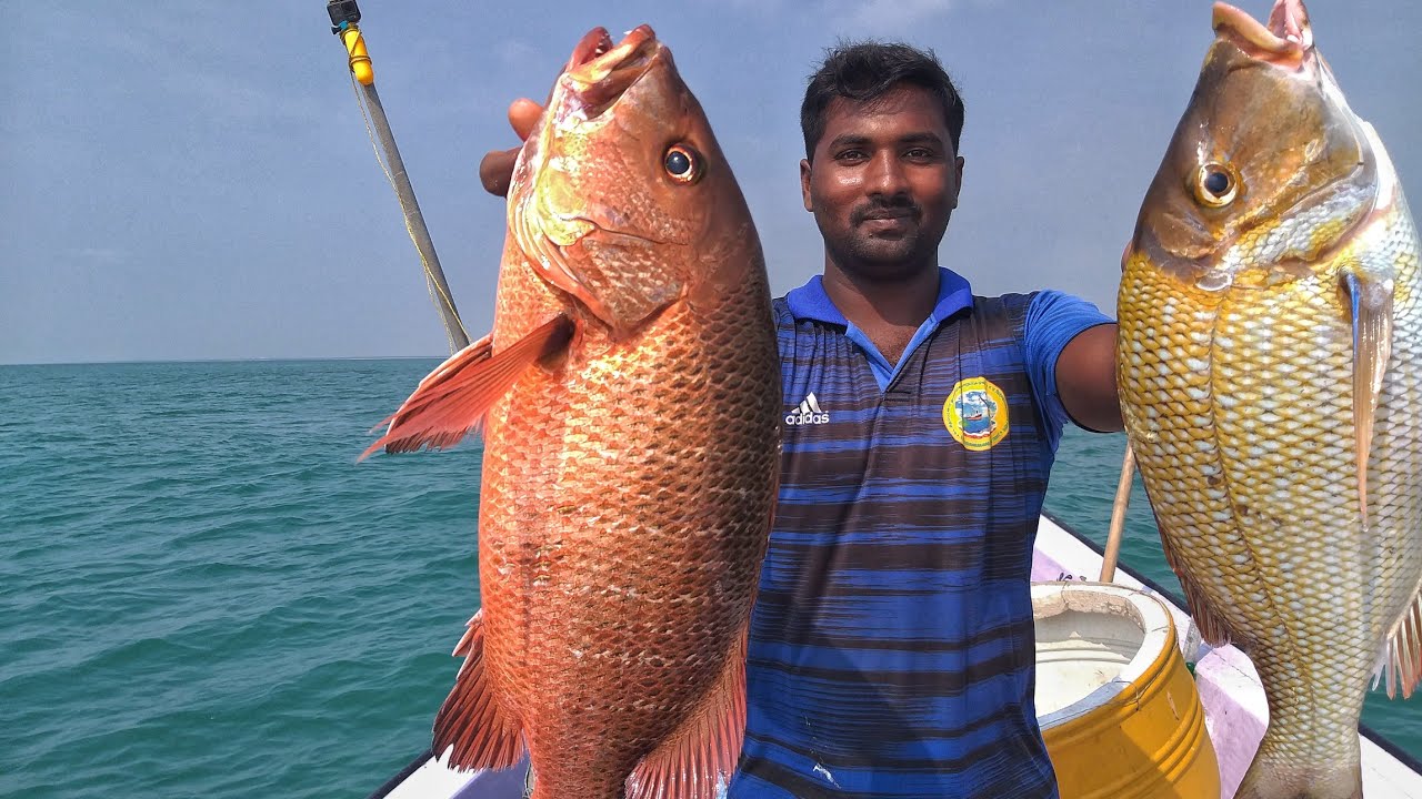 ஆயிரம் கால் துண்டிலில் மீன்கள் பிடிக்கும் நேரடி காட்சி/Live fish catching on Thousand foot bait