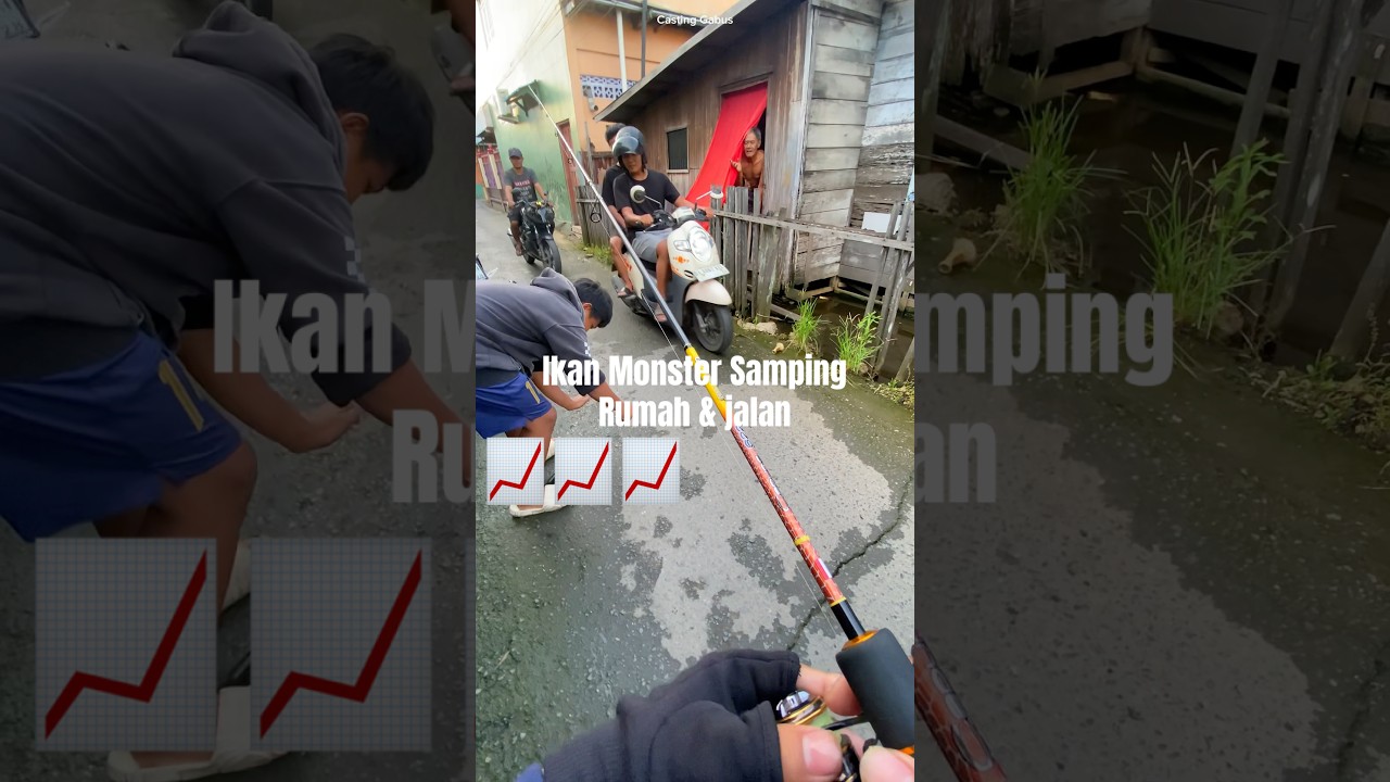 Strike Ikan Monster Samping Rumah #mancing #castinggabusdiparitkecil #fishing (Mancing Casting)