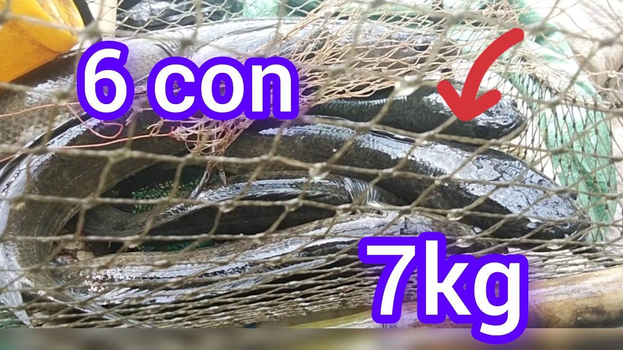 Đặt lờ khu sông này wo cá lóc thấy mà mê