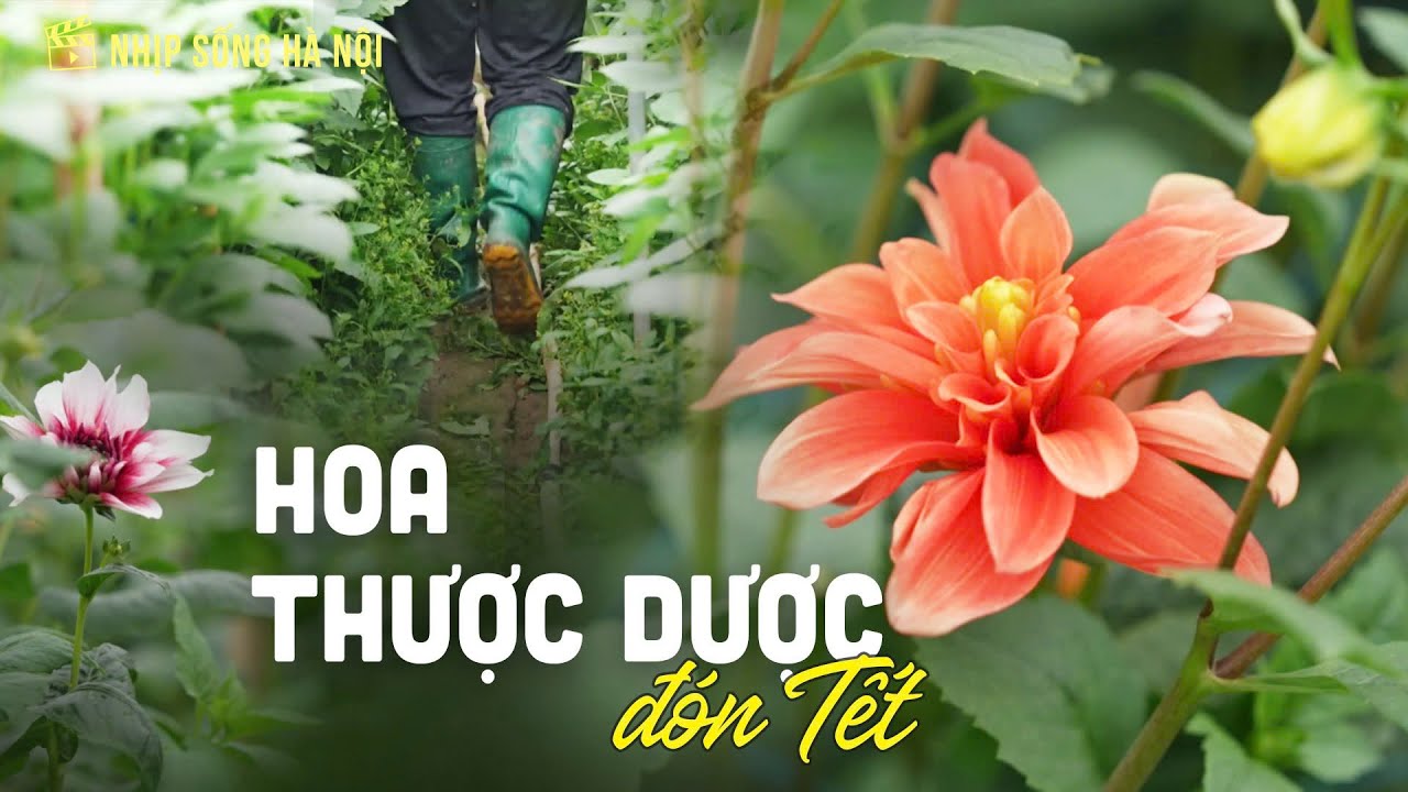 Hoa thược dược đón Tết | Nhịp sống Hà Nội