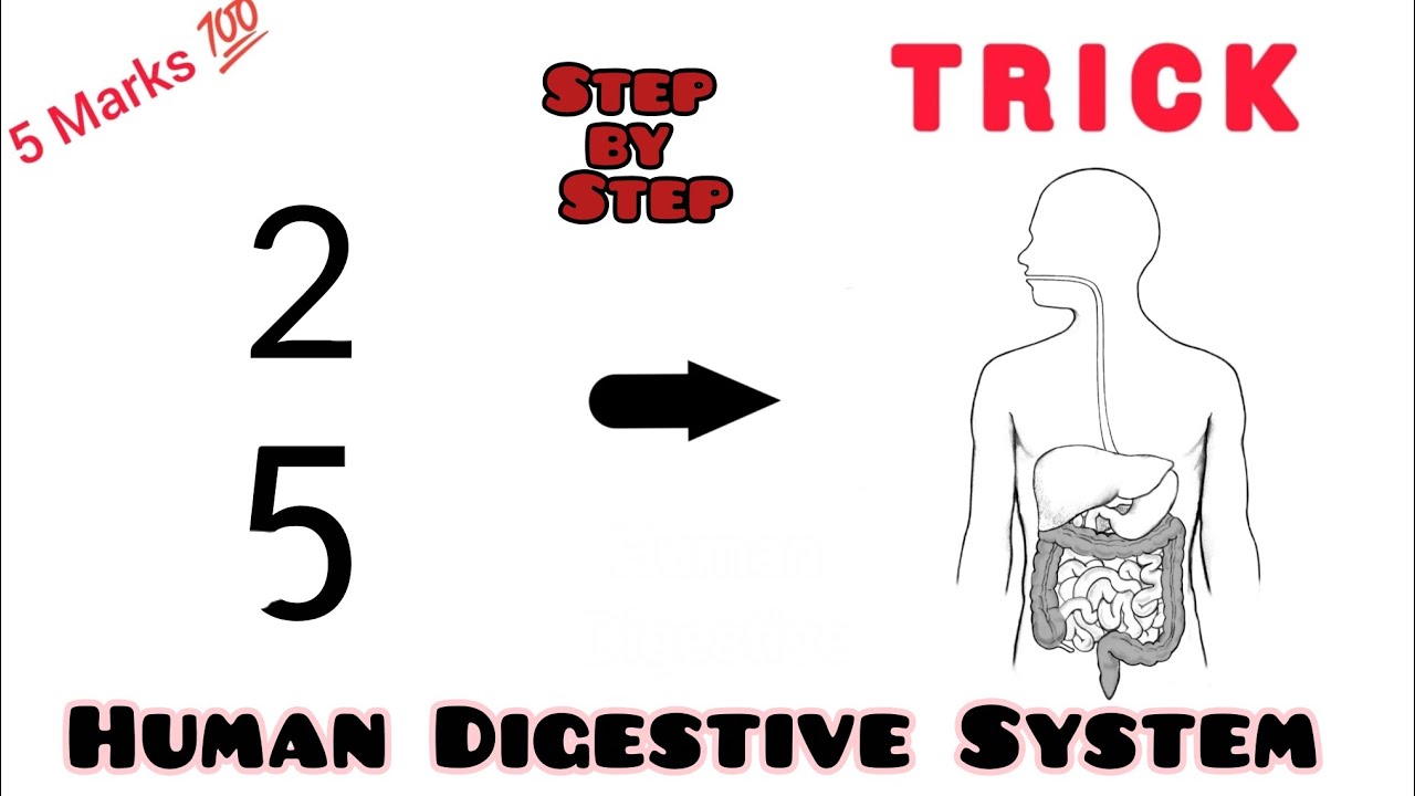 How to Draw Digestive System Diagram with lebelled / Easy Trick💯 / Class 10th Biology Diagram / #art
