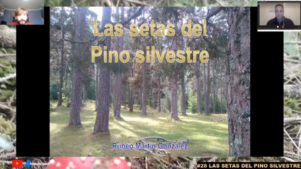 #28.🔺 Las setas del Pino silvestre🌲🌲🌲