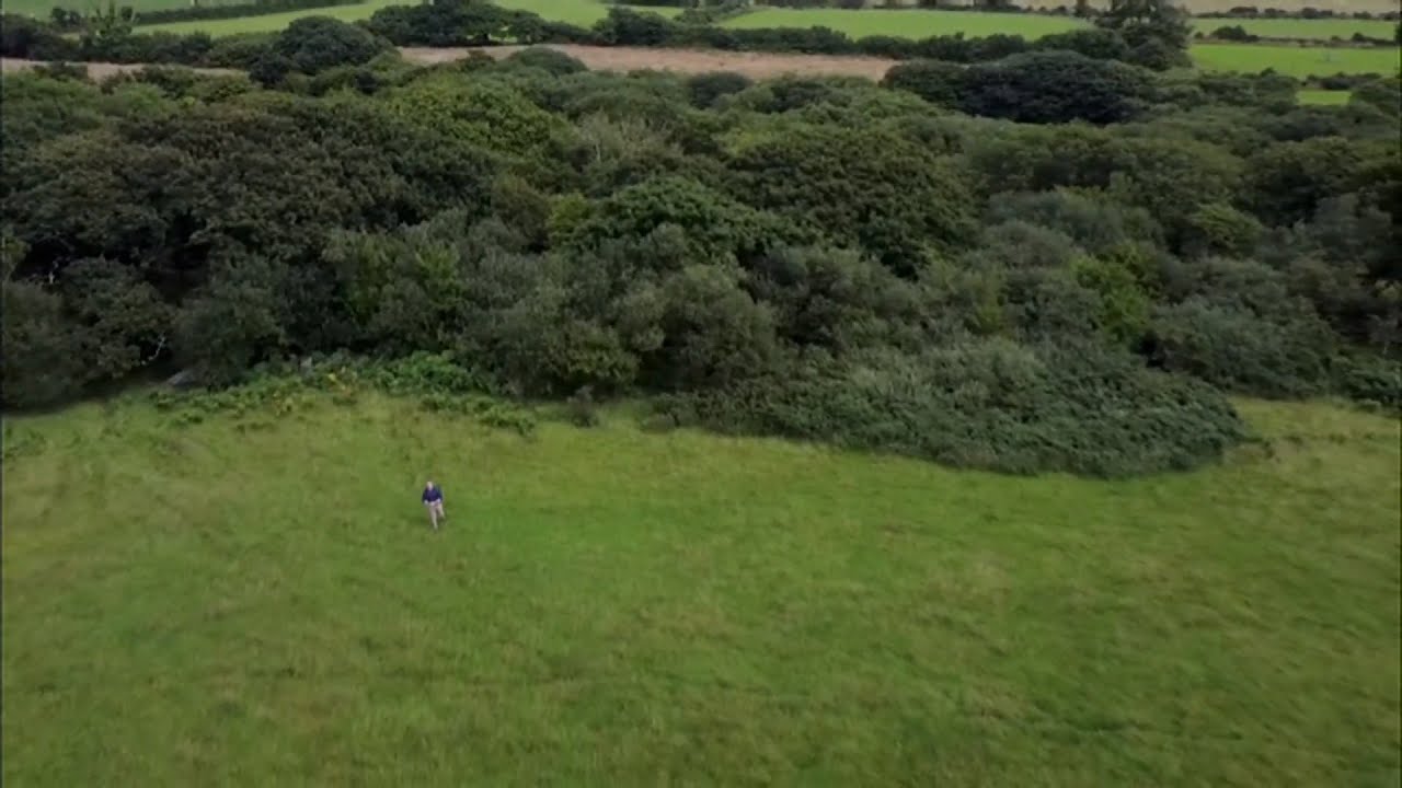 Ancient lost rainforest brought back to life in Wales (UK) 2/Aug/2024