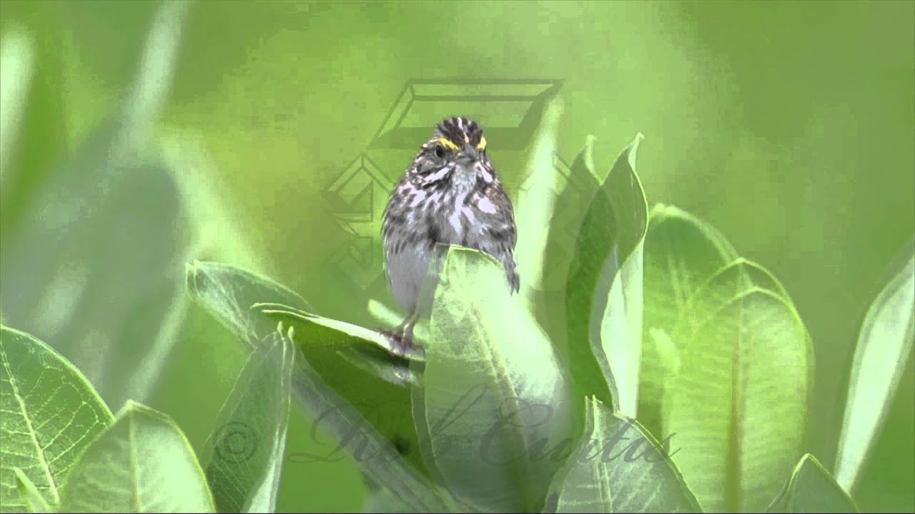 Savannah Sparrow, Passerculus sandwichensis singing. 3008553