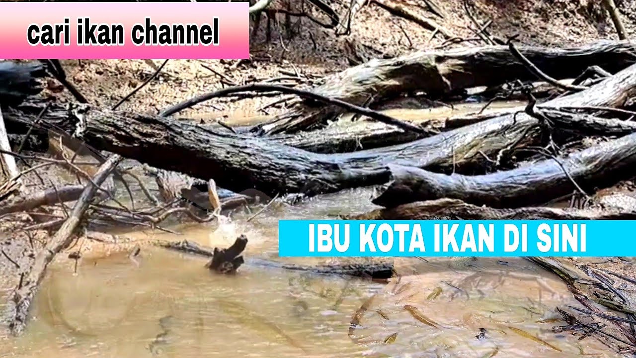 MENGURAS TEPAT DI IBU KOTA NYA IKAN SUNGAI