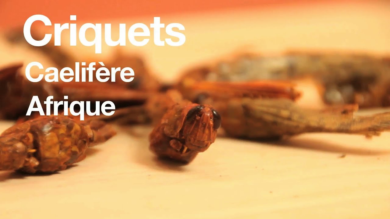 Criquets : t'as déjà goûté ?