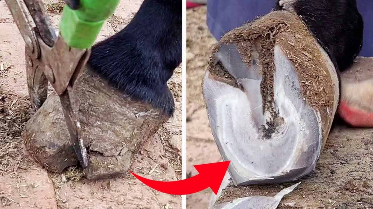 Master repairing donkey hoofs is so enjoyable!  【Black Donkey Prince & ASMR hoof】