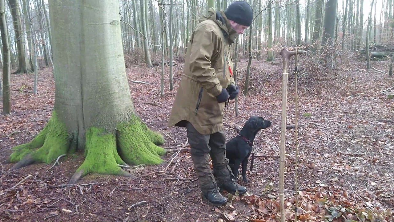 ONLINE HUNDETR&AElig;NING - positiv jagthundetr&aelig;ning. Introduktion af den unge hund til jagt
