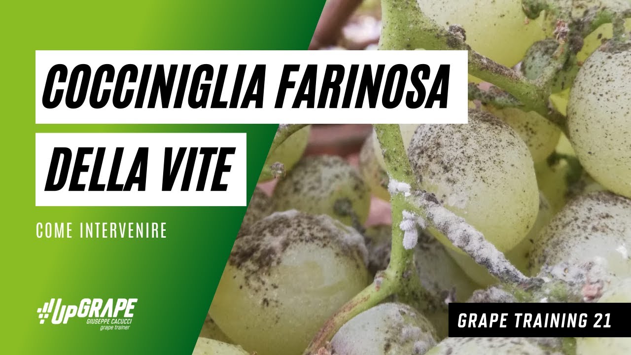 Grape Training 21 -  Cocciniglia farinosa della vite: come intervenire