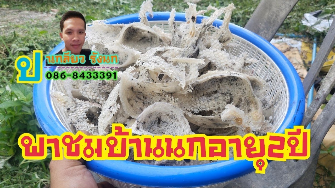 พาชมบ้านนกแอ่นกินรัง 2ปี