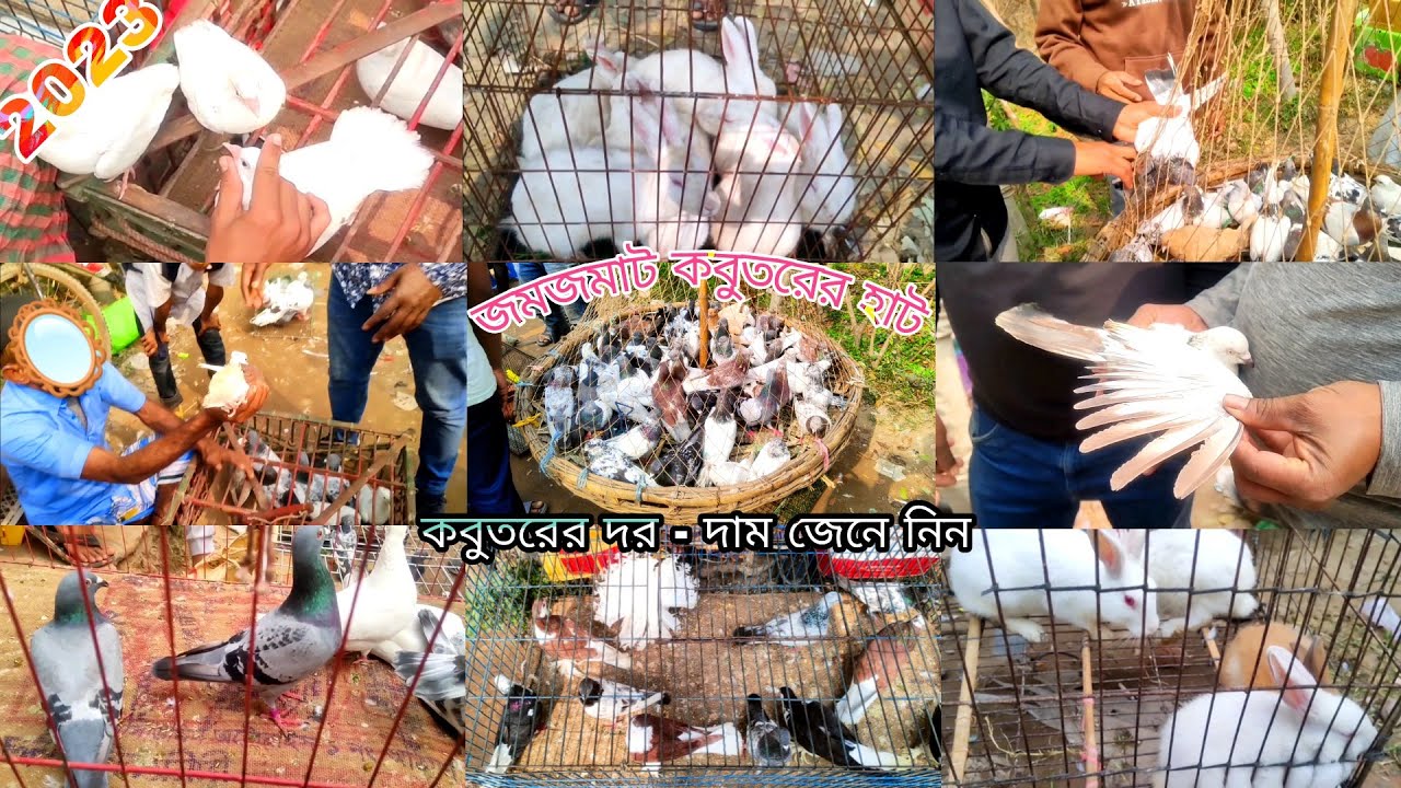 সিরাজদিখান কবুতরের হাট ❤️ | kobutor hat 2023 | Sirajdikhan pigeon market | #kobutorvideo