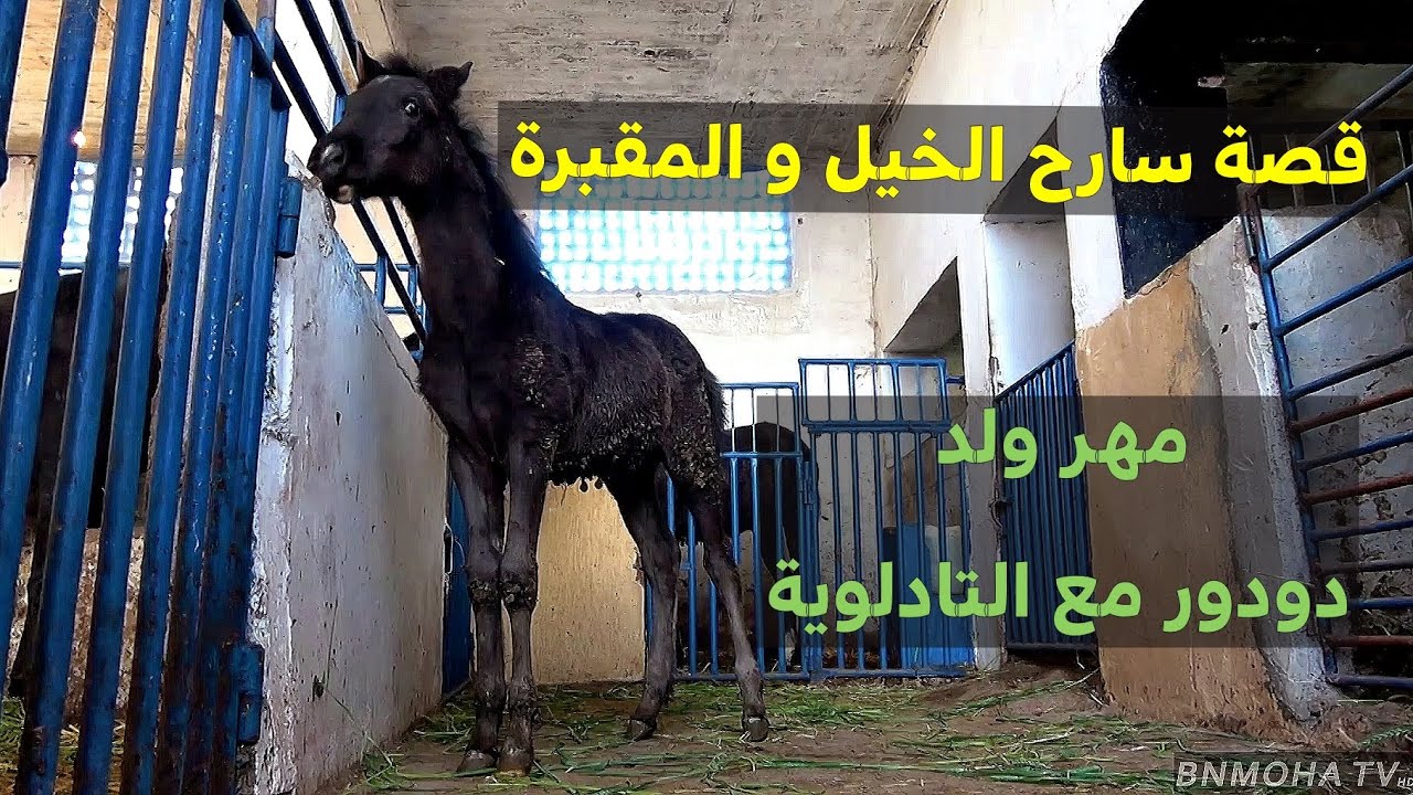 قصة سارح الخيل و المقبرة  // ما شاء الله مهر ابن #دودور و #التادلوية من خيرات الخلالطة سوق السبت