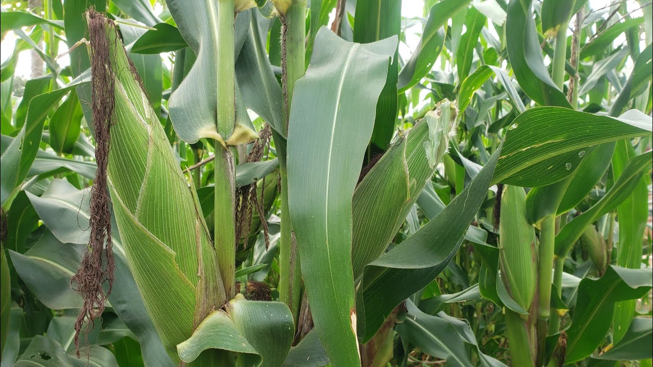 A Guide to Successful Maize Farming in Uganda | DK777