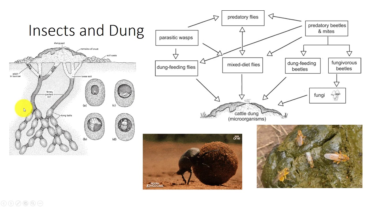 Ground Dwelling Insects