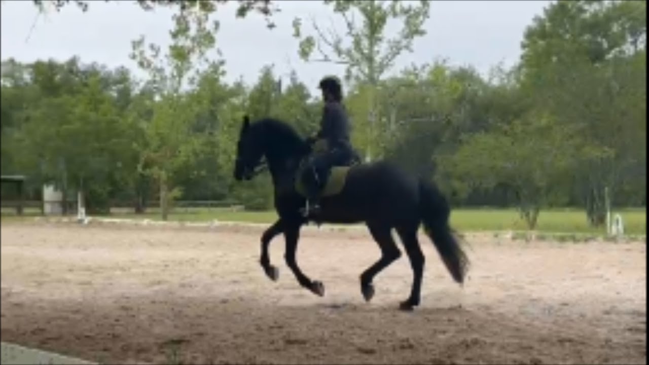 Wendy Barnes 3rd Level Freestyle .mp4