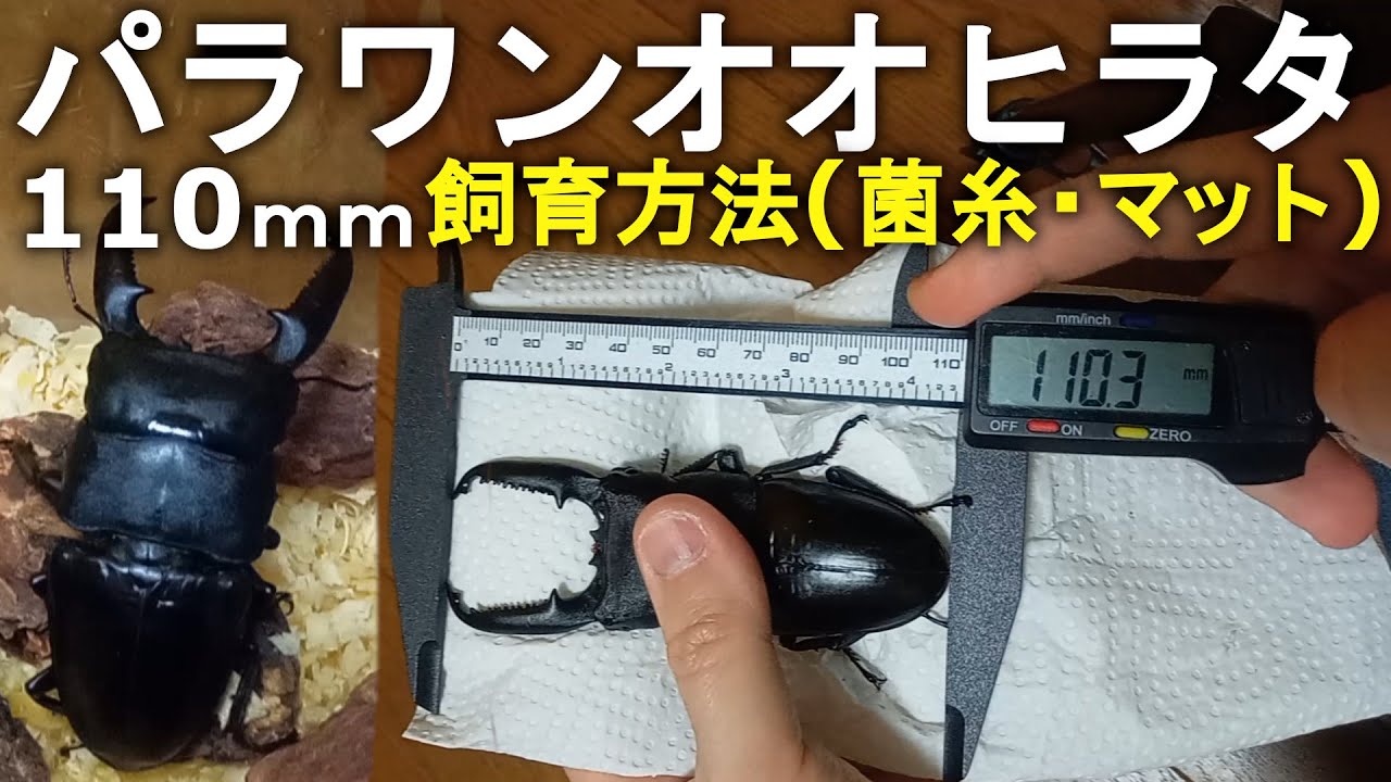 パラワンオオヒラタクワガタ 110mm羽化に使用した菌糸ビン・マット まとめ(飼育情報)