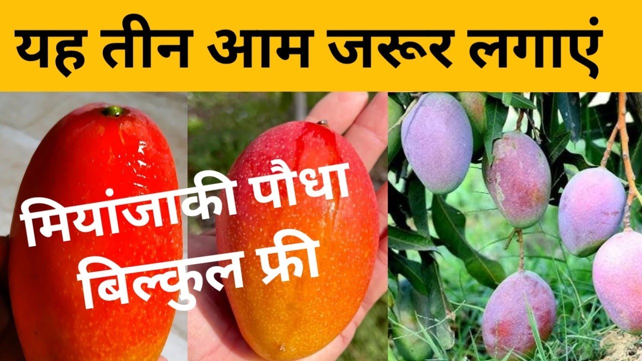 Best Mango Variety in India||Best Mango Variety in India||