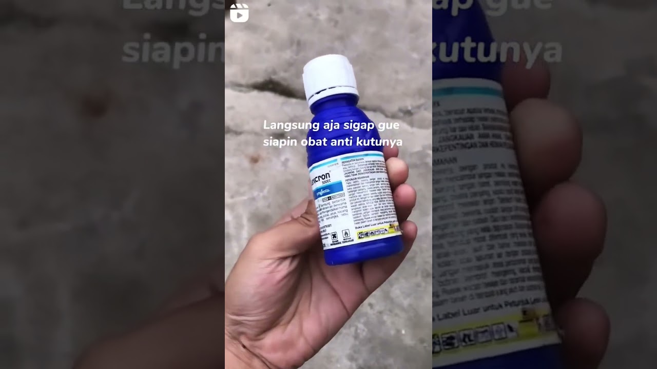 Curacron Mengatasi Hama Trips Dan Kutu-Kutuan pada Cabe