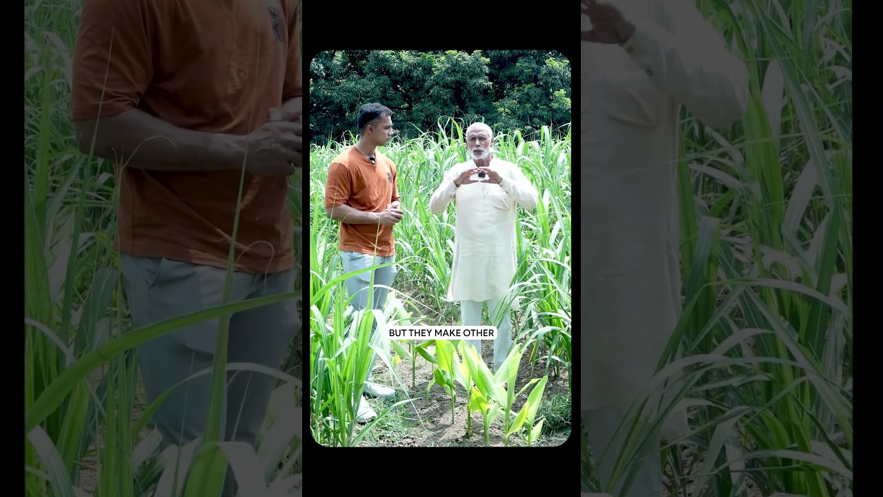 Multilayer Farming Benefits: How Crop Combinations Boost Growth and Profit