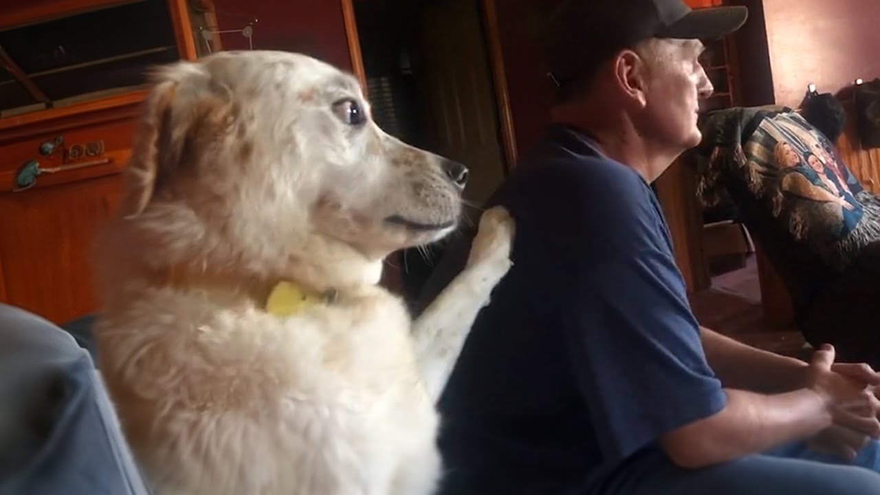 Videos De Risa De Animales 2023 - Momentos m&aacute;s divertidos perro y su humana te hacen re&iacute;r tan duro !