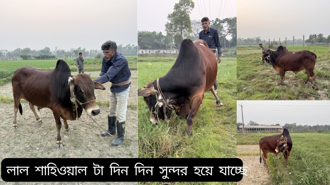 মাশাআল্লাহ🤗 আমাদের লাল শাহিওয়াল টা দিন দিন সুন্দর হয়ে যাচ্ছে✌️